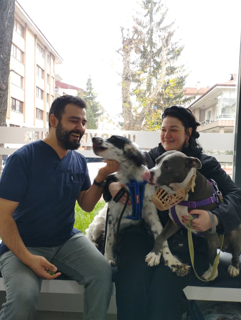 Bolu veteriner köpek muayenesi - uzman hekim kontrolü